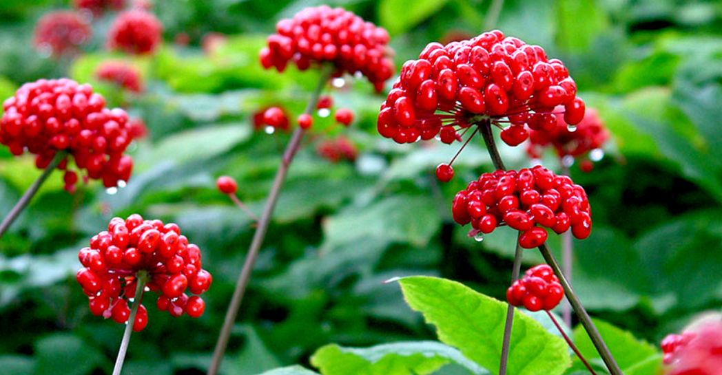 ginzeng a pénisz megnagyobbítására